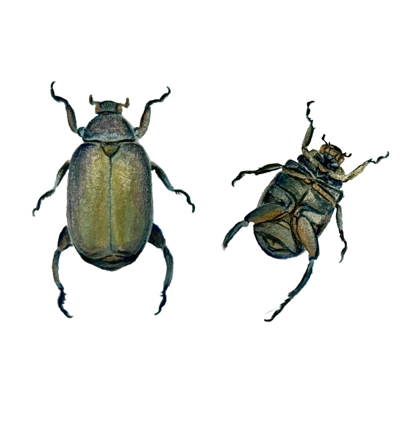 Escarabajos